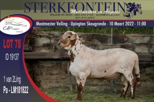 ONTTREK - 1X MEATMASTER RAM STERKFONTEIN MEATMASTERS