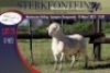 1X MEATMASTER RAM STERKFONTEIN MEATMASTERS - 2