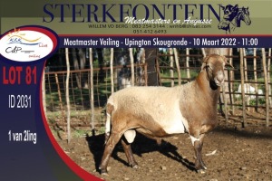 1X MEATMASTER RAM STERKFONTEIN MEATMASTERS