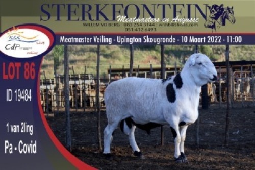 1X MEATMASTER RAM STERKFONTEIN MEATMASTERS, WEPENER