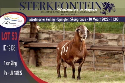 1X MEATMASTER RAM STERKFONTEIN MEATMASTERS