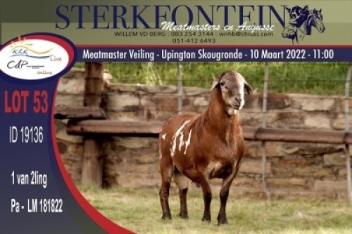 1X MEATMASTER RAM STERKFONTEIN MEATMASTERS