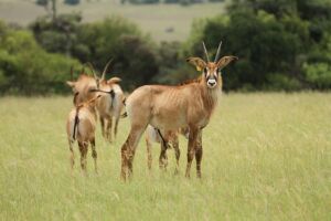 LOT 114 5x BASTER GEMSBOK BUL/ROAN BULL (PER STUK OM LOT TE NEEM/PER PIECE TO TAKE THE LOT)