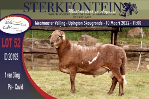 1X MEATMASTER RAM STERKFONTEIN MEATMASTERS