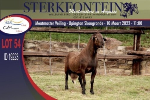 ONTTREK - 1X MEATMASTER RAM STERKFONTEIN MEATMASTERS
