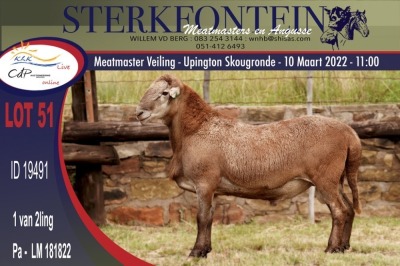 1X MEATMASTER RAM STERKFONTEIN MEATMASTERS