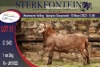 1X MEATMASTER RAM STERKFONTEIN MEATMASTERS - 2