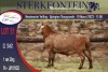 1X MEATMASTER RAM STERKFONTEIN MEATMASTERS - 3