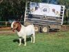 WITHDRAW - 1x BOER GOAT RAM STUD CLARENCE ROSSOUW BOERBOKSTOET