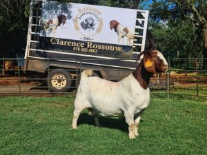 1x BOER GOAT EWE STUD PREGNANT CLARENCE ROSSOUW BOERBOKSTOET