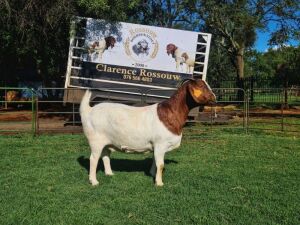 1x BOER GOAT EWE STUD PREGNANT CLARENCE ROSSOUW BOERBOKSTOET