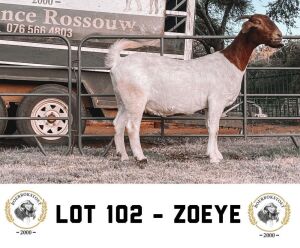 1x BOER GOAT EWE FLOCK PREGNANT CLARENCE ROSSOUW BOERBOKSTOET