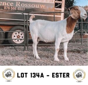 2x BOER GOAT EWE FLOCK PREGNANT CLARENCE ROSSOUW BOERBOKSTOET (BUY PER ANIMAL TO TAKE LOT)