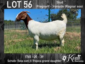 1X BOER GOAT RAM STUD PREGNANT KOATI BOERBOKSTOET