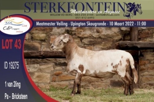 1X MEATMASTER RAM STERKFONTEIN MEATMASTERS