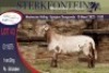 1X MEATMASTER RAM STERKFONTEIN MEATMASTERS
