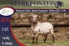 1X MEATMASTER RAM STERKFONTEIN MEATMASTERS - 2