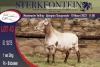 1X MEATMASTER RAM STERKFONTEIN MEATMASTERS - 3