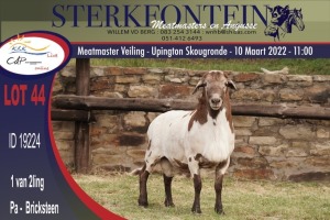 1X MEATMASTER RAM STERKFONTEIN MEATMASTERS