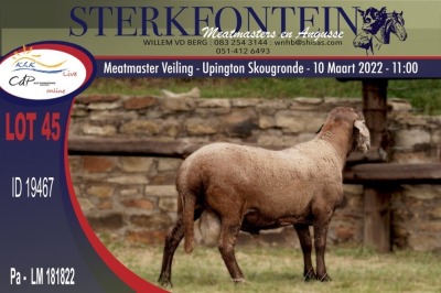 1X MEATMASTER RAM STERKFONTEIN MEATMASTERS