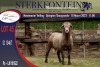 1X MEATMASTER RAM STERKFONTEIN MEATMASTERS - 2