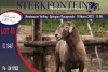 1X MEATMASTER RAM STERKFONTEIN MEATMASTERS - 4