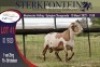 ONTTREK - 1X MEATMASTER RAM STERKFONTEIN MEATMASTERS - 3