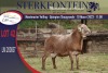 1X MEATMASTER RAM STERKFONTEIN MEATMASTERS