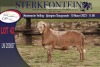 1X MEATMASTER RAM STERKFONTEIN MEATMASTERS - 4