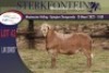 1X MEATMASTER RAM STERKFONTEIN MEATMASTERS - 4