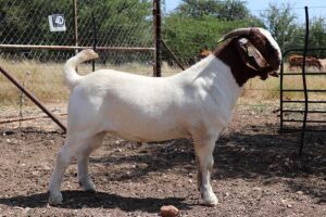 1x BOER GOAT RAM FLOCK FOURIE BOERBOKSTOET