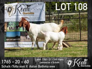 1X BOER GOAT EWE FLOCK KOATI BOERBOKSTOET