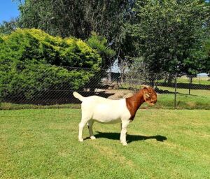 1x BOER GOAT EWE FLOCK COLOR PREGNANT BEZUIDENHOUT BOERBOKSTOET 