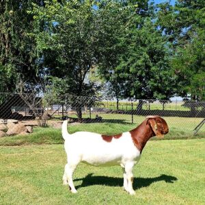 1x BOER GOAT EWE FLOCK PREGNANT BEZUIDENHOUT BOERBOKSTOET