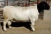 1X RAM FLOCK DORPER HILTON SPANGEBERG