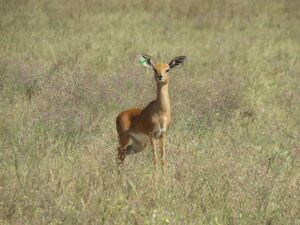 LOT 117 1x STEENBOK