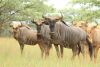 LOT 118 1+2x WILDEBEES  KOEI/WILDEBEEST COW 