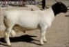 1X RAM FLOCK DORPER HILTON SPANGEBERG