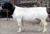 1X RAM FLOCK DORPER HILTON SPANGEBERG
