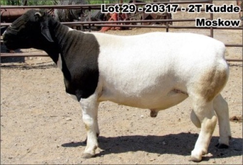 1X RAM FLOCK DORPER HILTON SPANGEBERG