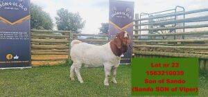 1x BOER GOAT RAM FLOCK SHONGOLOLO