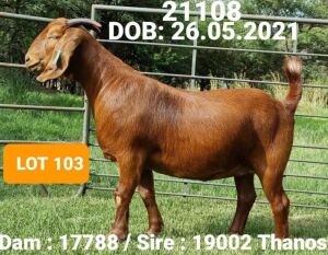 1X KALAHARI RED EWE FLOCK J.KLEYNHANS