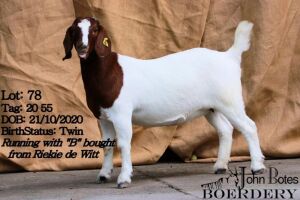 1x BOER GOAT EWE STUD JOHN BOTES BOERDERY