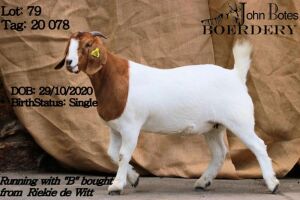 1x BOER GOAT EWE FLOCK WEAN JOHN BOTES BOERDERY