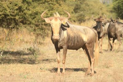 LOT 119 1x KONINGS WILDEBEES BUL/KING WILDEBEEST BULL