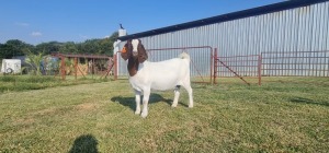 1x BOER GOAT EWE STUD PREGNANT SHONGOLOLO