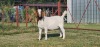 1x BOER GOAT EWE STUD PREGNANT SHONGOLOLO - 2