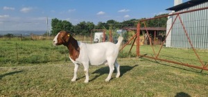 1x BOER GOAT EWE FLOCK PREGNANT SHONGOLOLO