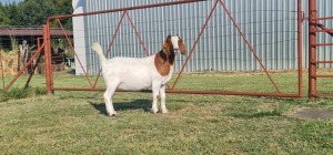 2x BOER GOAT EWE FLOCK PREGNANT SHONGOLOLO (BUY PER ANIMAL TO TAKE LOT)