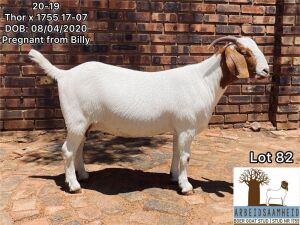 1x BOER GOAT EWE FLOCK PREGNANT ARBEIDSAAMHEID